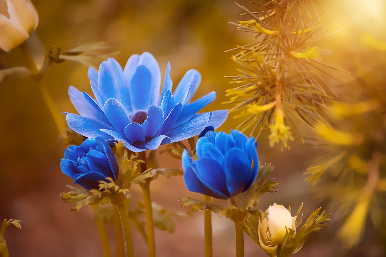 Modré květy jsou krásné. 