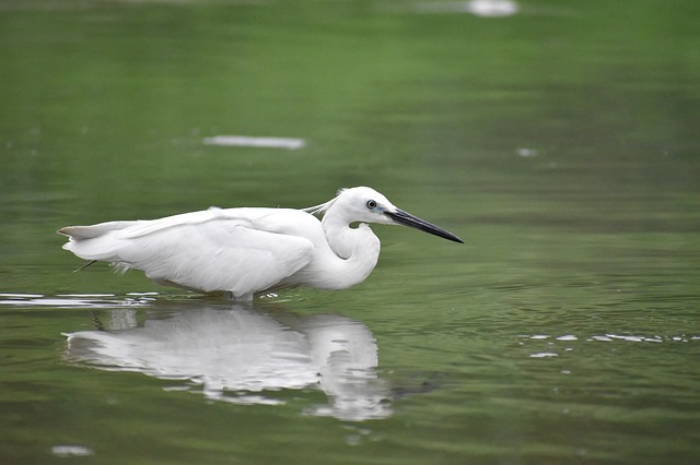 bílý pták ve vodě