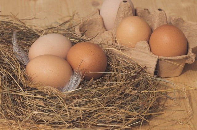 hnízdo s vejci